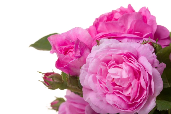 Букет из розовых роз — стоковое фото