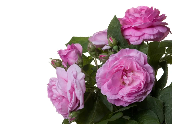 Rosa rosa flor —  Fotos de Stock