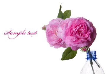 pembe gül çiçeği