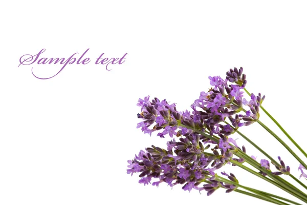 Bos lavendelbloemen — Stockfoto