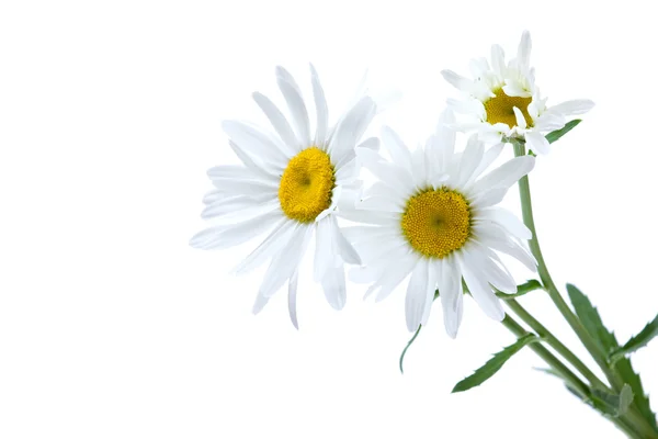 White chamomile — Stock Photo, Image
