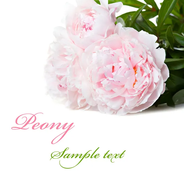 Pink peonies — Stock Photo, Image