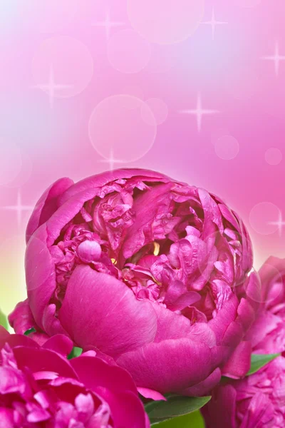 Vértes rózsaszín bazsarózsa — Stock Fotó