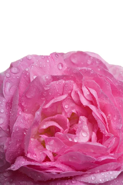 Closeup roze roos — Stockfoto