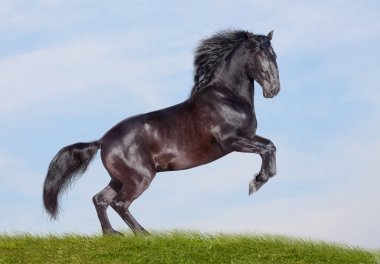 Black stallion clipart