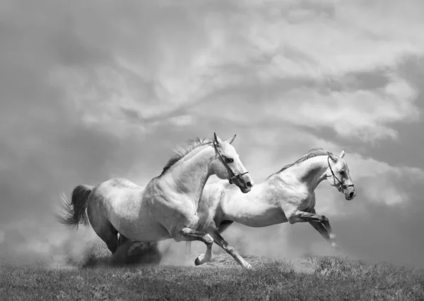 Білі коні в пилу — стокове фото