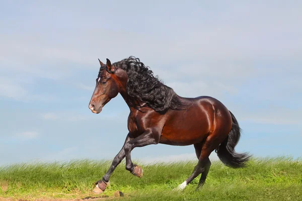 Andalusian stallion — Stock Photo, Image