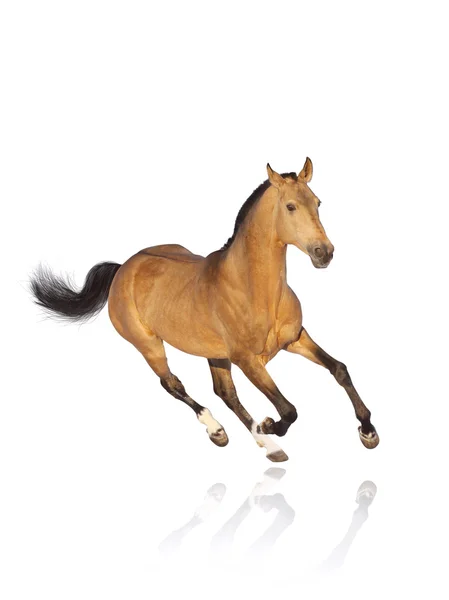 Лошадь на белом коне — стоковое фото