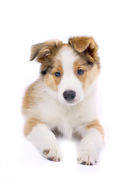 Border Collie cucciolo — Foto Stock