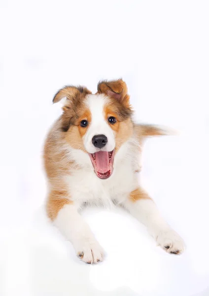 Grens Collie puppy — Stockfoto