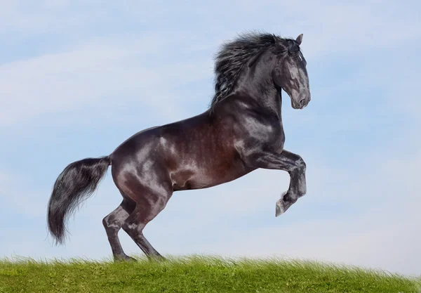 Black stallion — Stock Photo, Image