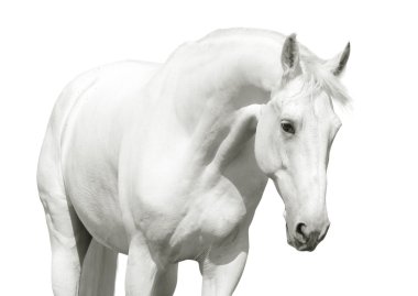 White horse high key clipart