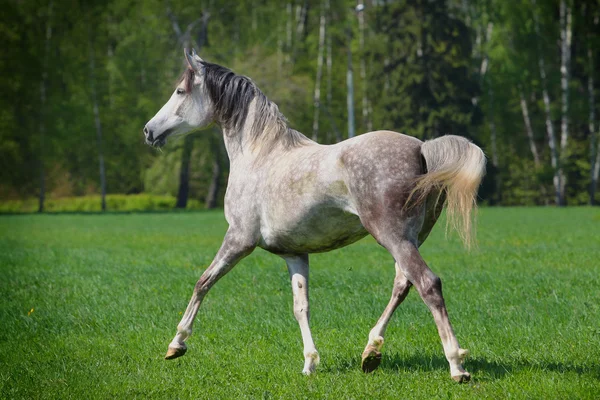 Arap atı — Stok fotoğraf