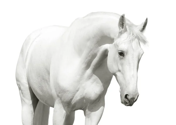 Bílý kůň vysoké klíč — Stock fotografie