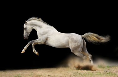 Silver-white stallion on black clipart