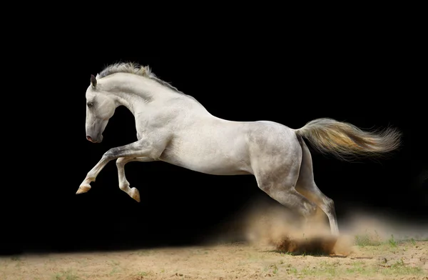 Silver-white stallion on black — Stock Photo, Image