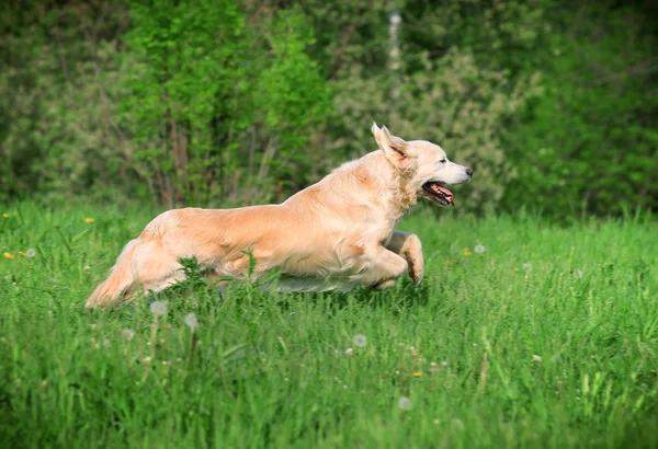 Dog runs — Stock Photo, Image