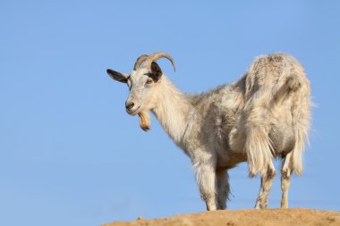 Goat and sky clipart