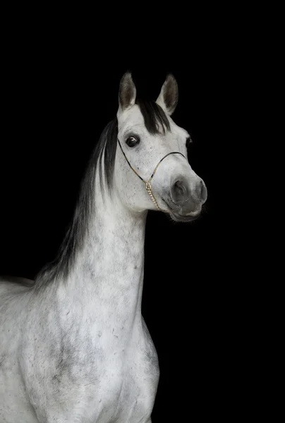 Arab stallion on black — Stock Photo, Image