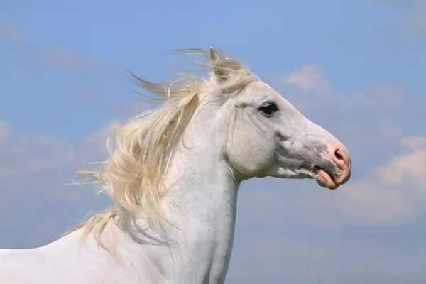 Cavallo bianco — Foto Stock