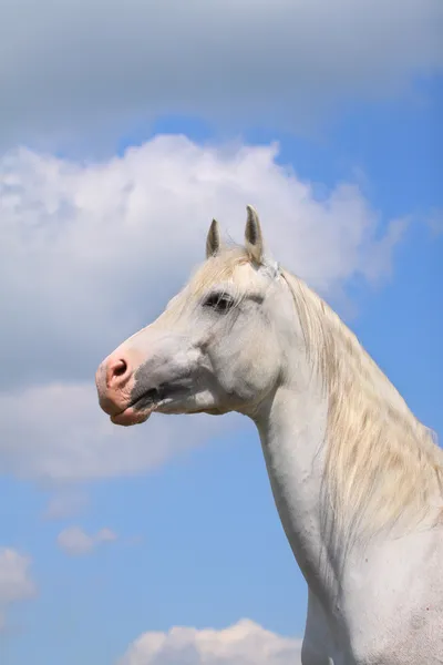 White arab stallion — Stock Photo, Image