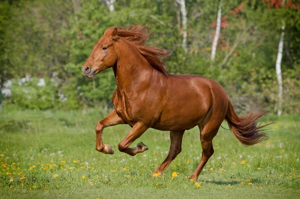 Galope de cavalo — Fotografia de Stock
