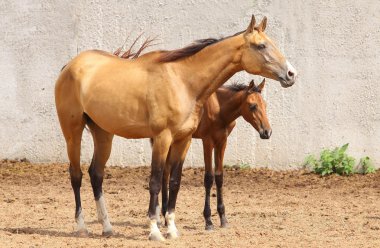 Mare and foal clipart