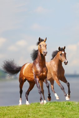 Two horses clipart