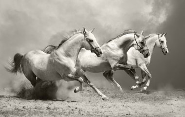 White horses in dust clipart