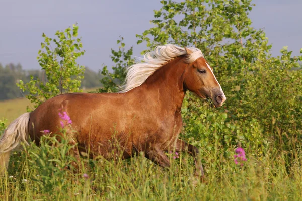 Correr a caballo — Foto de Stock