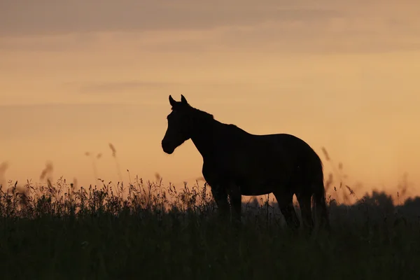 Pferd im Sonnenaufgang — Stockfoto