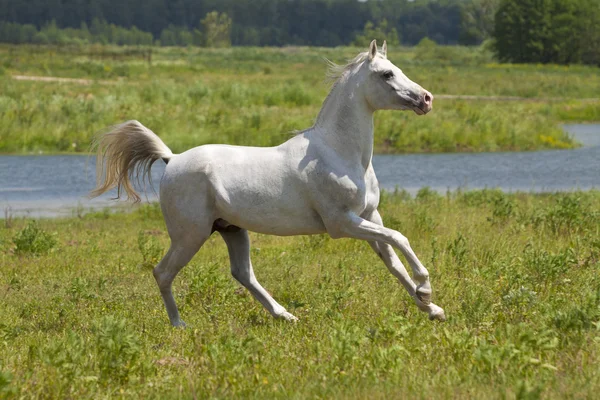 Cavalo branco e água — Fotografia de Stock