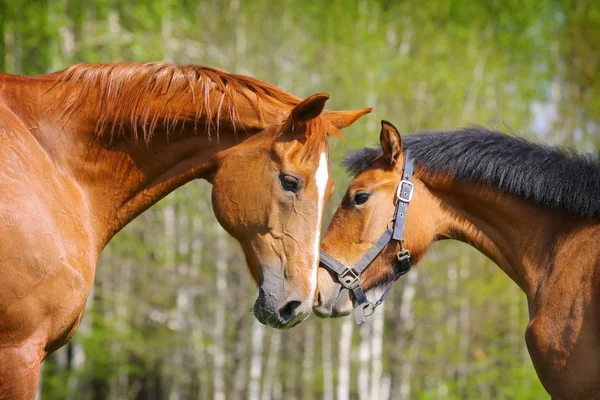 Две лошади — стоковое фото