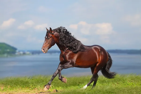 Horse near water — Stock Photo, Image