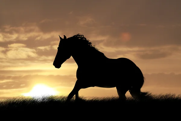 Кінь силует — стокове фото