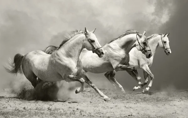 Witte paarden in stof — Stockfoto