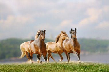 Horses clipart