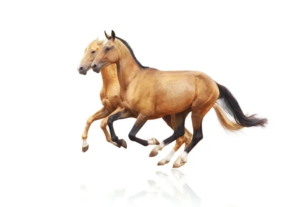 Cavalos de raça pura — Fotografia de Stock