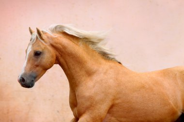 Palomino stallion clipart