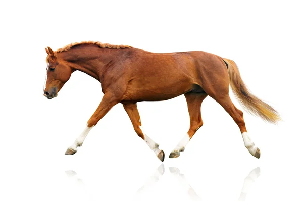 Cavalo isolado — Fotografia de Stock