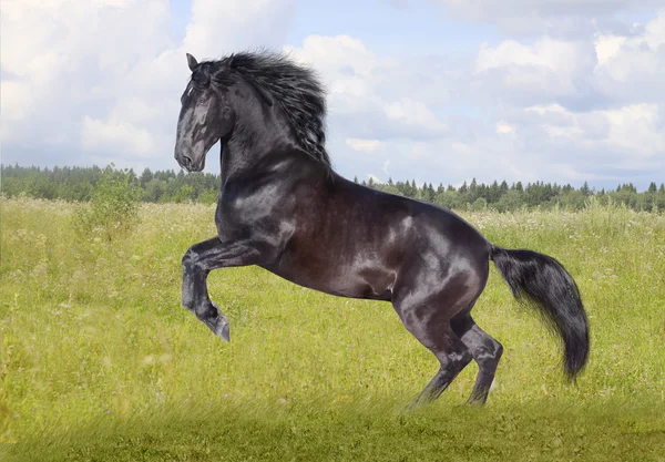 Musta hevonen — kuvapankkivalokuva