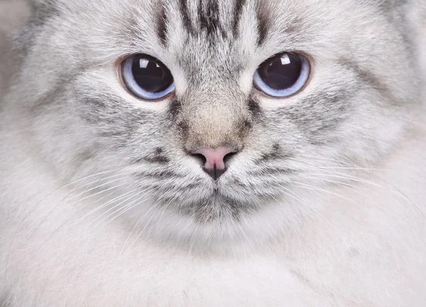 Closeup kočka — Stock fotografie