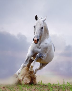 White horse clipart