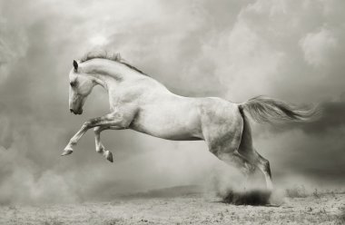 Silver-white stallion clipart