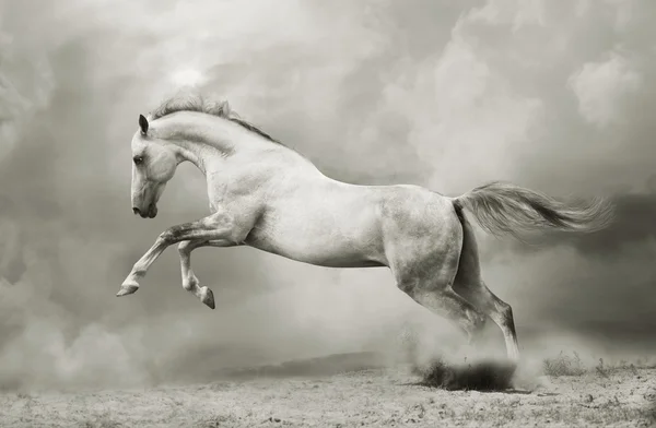 シルバー ホワイト種牡馬 — ストック写真