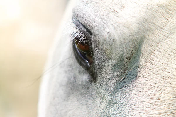 Häst öga närbild — Stockfoto