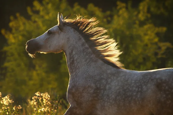 Cavalo andaluz à luz do pôr do sol — Fotografia de Stock