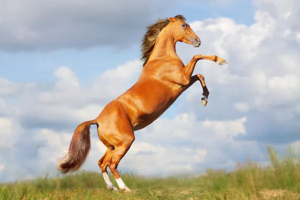 Kůň chová — Stock fotografie