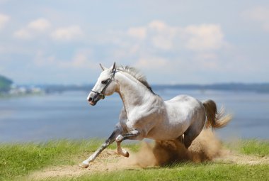 White stallion and water clipart