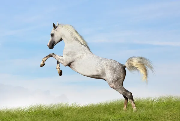 Arabian stallion — Stockfoto